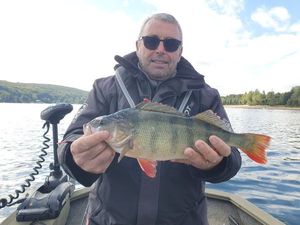 European Perch