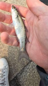 Thicklip Grey Mullet