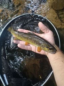 Brown Trout