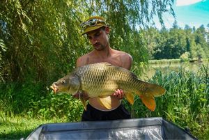 Common Carp