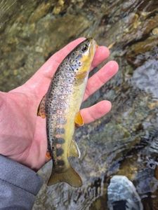 Brown Trout