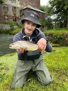 Brown Trout