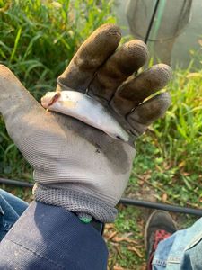 Roach
