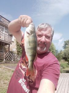 European Perch