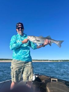 Striped Bass (Landlocked)