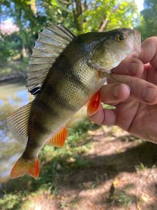 European Perch