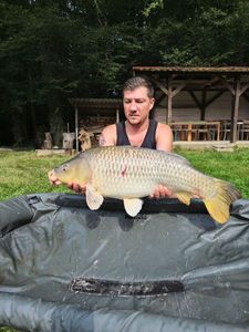 Common Carp