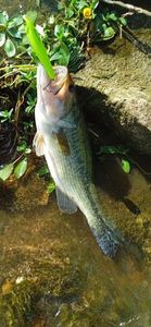 Largemouth Bass