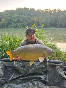 Mirror Carp
