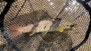 Brown Trout