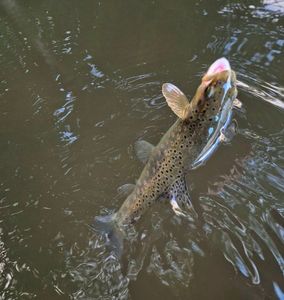 Brown Trout