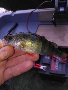 European Perch