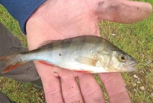 European Perch