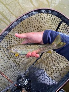 Brown Trout