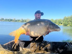 Mirror Carp