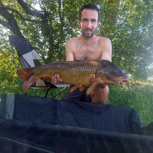Common Carp