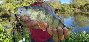 European Perch