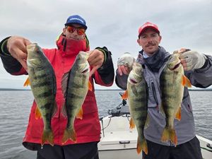 European Perch
