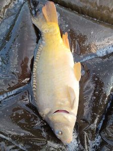 Mirror Carp