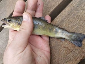Brown Trout