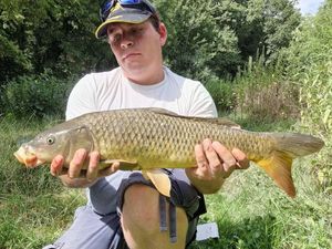Common Carp