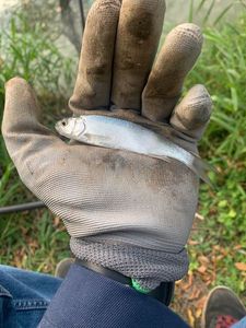 Roach