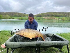 Common Carp