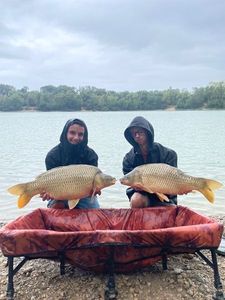 Common Carp