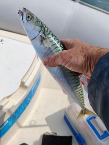 Mackerel