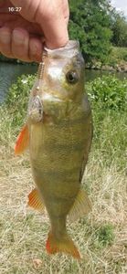 European Perch