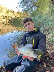 European Perch