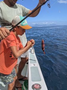 Banded Goatfish