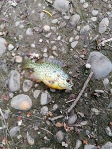 Green Sunfish