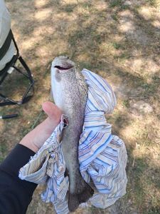 Rainbow Trout