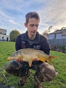 Common Carp