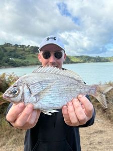 Black Seabream