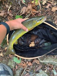 Brown Trout