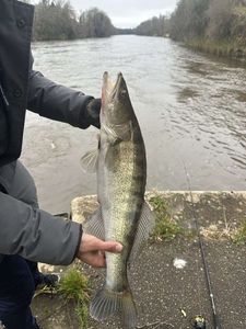 Zander