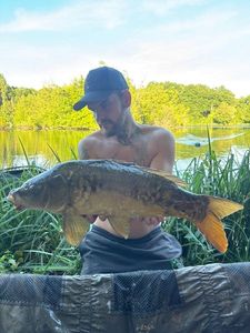 Common Carp