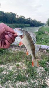 European Perch