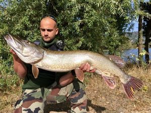Northern Pike