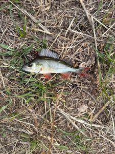 European Perch