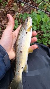Brown Trout