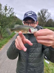 Largemouth Bass