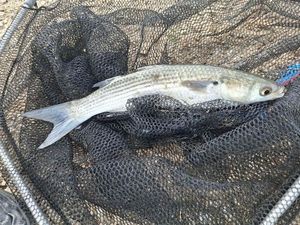 Thicklip Grey Mullet