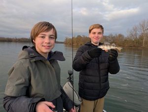 European Perch
