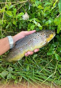 Brown Trout