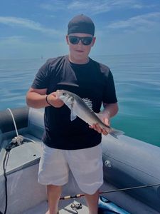 European Bass (Seabass)