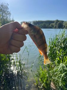 European Perch