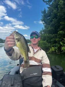 Largemouth Bass